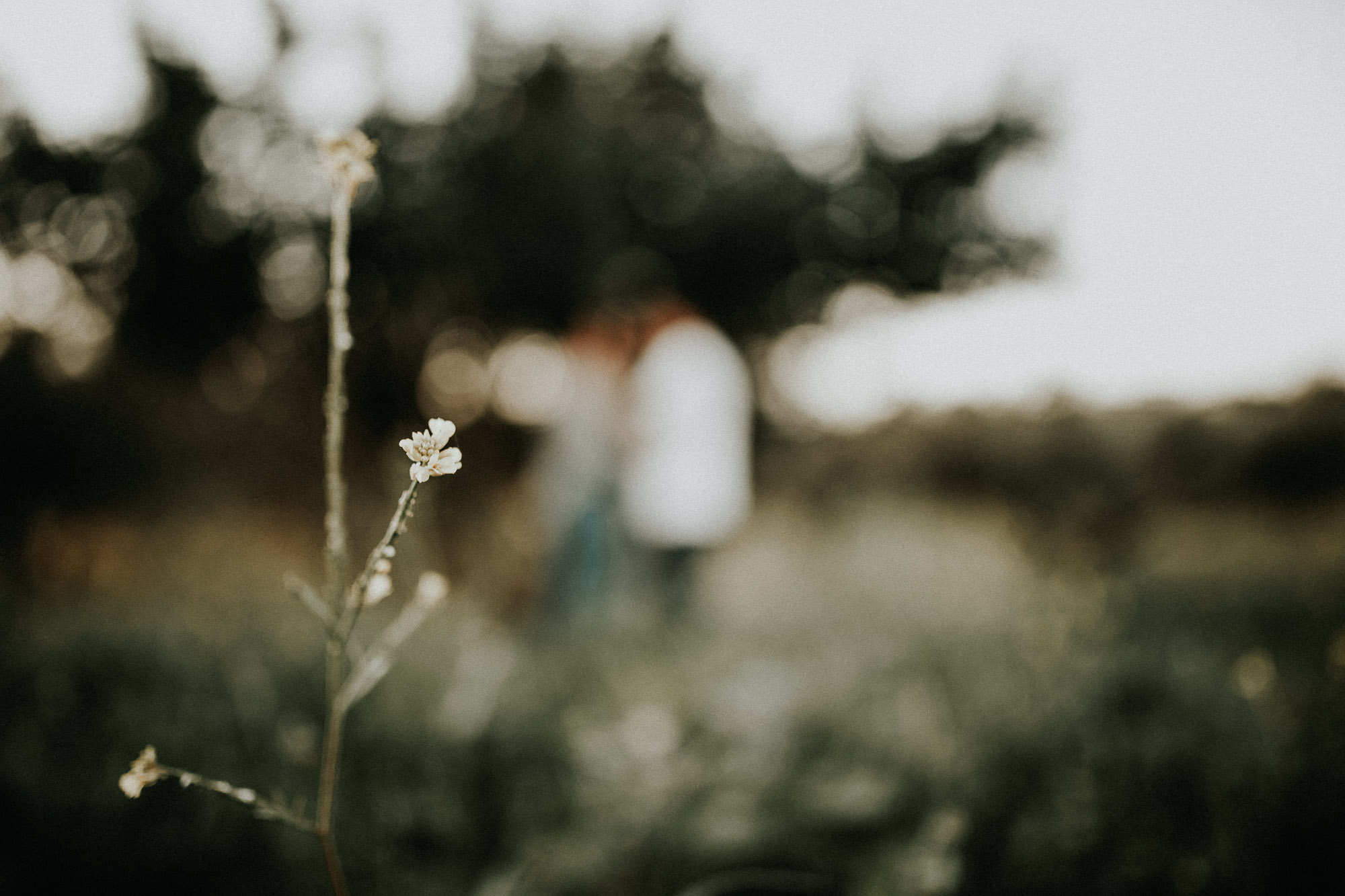 Fotografía de pareja en un trigal (Preboda)