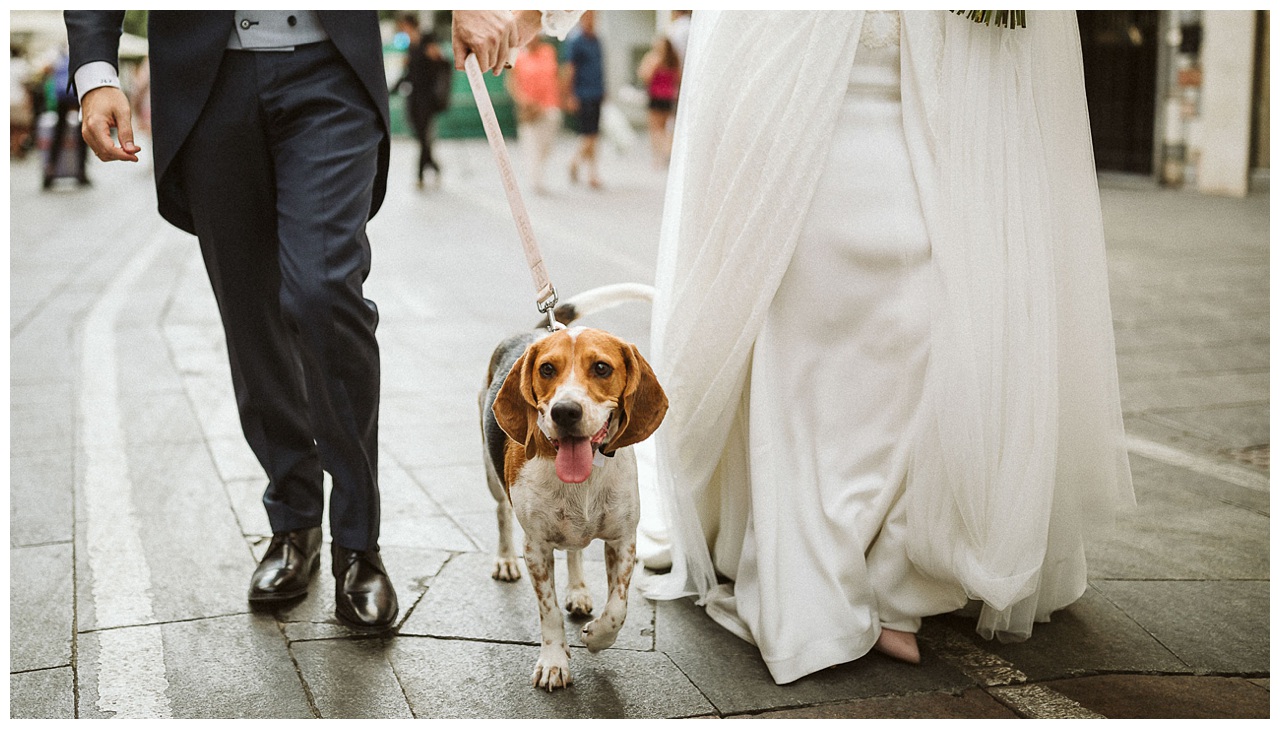 Dalsy el perro de los novios