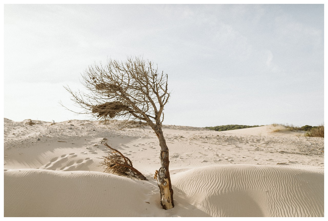 Árbol seco que sale de las dunas