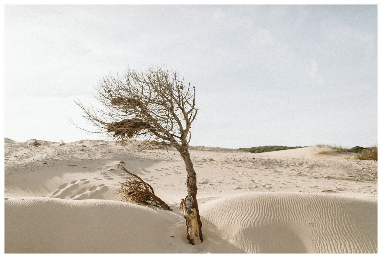 Árbol seco que sale de las dunas